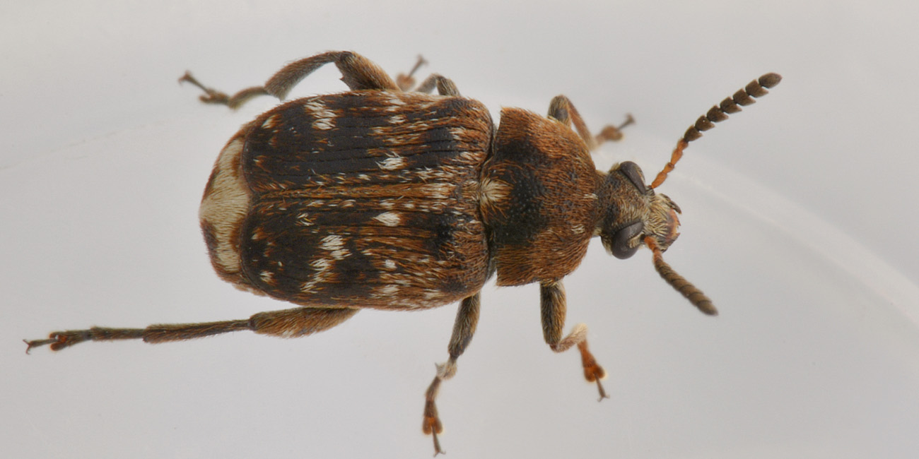 Chrysomelidae Bruchinae:   Bruchus pisorum